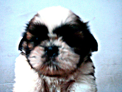 Female Pup 2